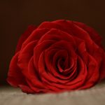 O amor e paixão.
