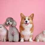 Os benefícios de ter um pet para a nossa saúde mental.
